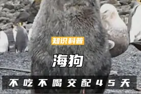 一天多达30次，不吃不喝交配时间45天，海狗为何这么厉害（二）#科普 #涨知识 #海狗 #动物视频封面
