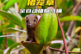 植物与动物合作共赢，才是热带雨林中的生存之道 #猪笼草视频封面