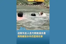 “它比我还快”！边牧与主人合力救助溺水者，主人：救人后它很开心，一直在笑#大象主播说视频封面