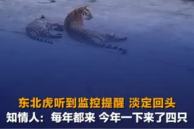 3月10日（采访），吉林珲春，闫先生家监控拍到下山东北虎，听到监控提示后，老虎淡定回头。当事人：每年都来，只是今年来得多，一次来了四只。@家有一花一草视频封面