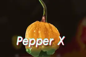 世界上最辣的辣椒，辣度指数几乎是魔鬼椒的5倍！ #辣椒#魔鬼椒