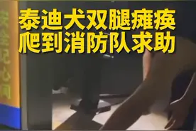 泪目！泰迪犬双腿瘫痪爬到消防队求助…希望所有小动物被温柔以待视频封面