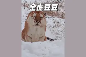 谁家好老虎叫豆豆啊？长得老谋深算有啥都算不透 #金虎豆豆 #孟加拉虎 #老虎 #动物的迷惑行为 #野生动物