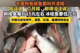 不是所有梭鱼都叫开凌梭
俗话说“二月梭，鲜得没法说” 鲜梭鱼每斤15元左右 #青岛 #开凌梭 #鲜视频封面