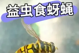 "酷似"蜜蜂的苍蝇？傻傻分不清？别担心， 是益虫不必害怕！#奇妙的大自然视频封面