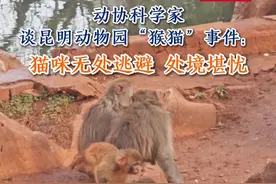 动协科学家谈昆明动物园“猴猫”事件：猫咪无处逃避 处境堪忧#每个生命都应该被尊重 #昆明动物园 #热点新闻事件
