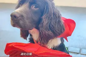 湖北宜昌2只警犬获评"年度之星"，戴上大红花昂首挺胸来领奖。（剪辑：祁泉）视频封面