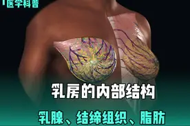 乳房的内部结构，乳腺不等于乳房。 #解剖学 #医学生 #乳房健康
