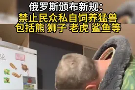 俄罗斯颁布新规：禁止民众私自饲养猛兽 包括熊 狮子 老虎 鲨鱼等#俄罗斯 #狮子 #棕熊视频封面