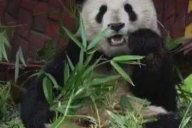 海外大熊猫系列 |第9集 40多年的熊猫情（来源：iPanda熊猫频道）视频封面