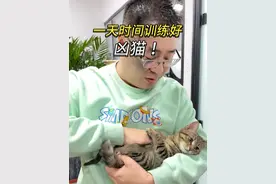 猫咪突然偷袭咬人一口，粉丝的凶猫窝里横，民哥教你如何训练凶猫 #养猫人 #训猫 #训猫日常 #猫咪 #凶猫视频封面