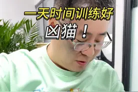 猫咪突然偷袭咬人一口，粉丝的凶猫窝里横，民哥教你如何训练凶猫 #养猫人 #训猫 #训猫日常 #猫咪 #凶猫视频封面