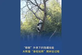 【“憨憨”外表下的隐藏技能 ，#大熊猫身轻如燕爬树全过程  】大熊猫虽然体型丰腴肥硕，却善于爬树。通过爬树行为，它们可以观察环境、躲避危险、增进同伴之间的联系。大熊猫“小白天”格外喜欢待在树上，悠哉游哉晒太阳的样子憨态可掬，故而被称为“北动小挂件”。视频封面