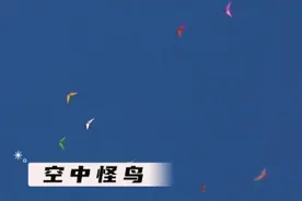 天空中惊现一群五颜六色的怪鸟，奇闻异事视频封面