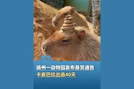 扬州一动物园发布悬赏通告 卡皮巴拉出逃40天视频封面
