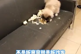 2月12日（采访）河南郑州，男子为了不让猫咪挠沙发，给沙发焊了一层“铁罩衣”#河南dou知道视频封面