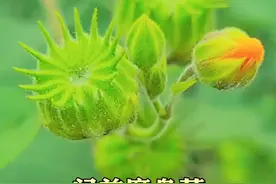 #健康 #科普 #耳鸣视频封面