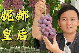 【水果猎人】贵气炸裂的妮娜皇后葡萄，一串过百！视频封面