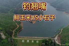 钓翘嘴，石子打窝到底行不行？有没有玉米钓得多？视频封面