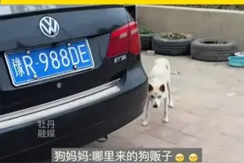 女孩路上偶遇一只小奶狗，刚想打招呼却被狗妈妈“死亡凝视”，网友：往那一站就知道强的可怕。#狗狗的心思都写在脸上了视频封面