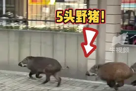 “其它四头跑了没伤到人”#五头野猪合肥街头狂奔一头闯进小区跑到22楼被击毙 #野猪 #意不意外 #安徽dou知道 @抖音短视频视频封面