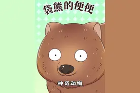 在澳洲，别捡地上的“巧克力”，那可能是袋熊的便便！#冷知识 #轻漫计划 #袋熊视频封面