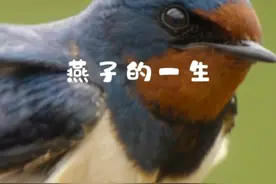 燕子的迁徙传奇：跨越千山万水，只为与你相见 #动物科普视频封面