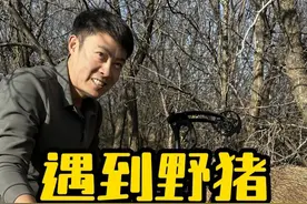 野猪伤人频发，遇见野猪，该怎么办？ #野猪 #护农狩猎队 #陈策射箭教学 #野猪伤人事件视频封面