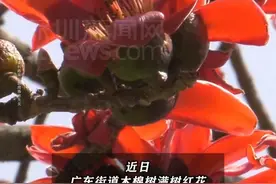 【#最好别捡木棉花来煲汤】新鲜的木棉花含有一定毒素，掉落过程中容易霉变腐烂.#广东dou知道视频封面