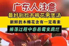 【#最好别捡木棉花来煲汤】新鲜的木棉花含有一定毒素，掉落过程中容易霉变腐烂.#广东dou知道视频封面