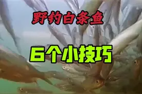 白条鱼成群，为何有的钓友照样钓不到？六个小技巧让你钓过瘾视频封面
