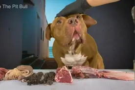 大哈沉浸式干肉，嘎嘣脆，这声音贼舒适#恶霸犬 #专治不开心视频封面