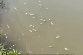 8亩塘的鱼7天死亡，湖州黄颡鱼塘大面积爆发“杯状病毒”#黄颡鱼 #水产养殖 #三农视频封面