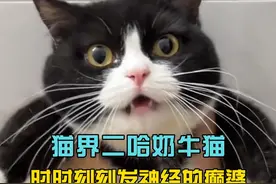 猫界二哈奶牛猫，时时刻刻都在发神经的癫婆 #奶牛猫 #猫咪