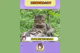 怪不得狸花猫战斗力这么强，原来它的祖先是山狸子！#狸花猫 #山狸子 #战斗力 #内容启发搜索视频封面