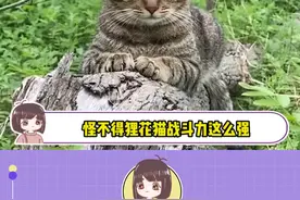 怪不得狸花猫战斗力这么强，原来它的祖先是山狸子！#狸花猫 #山狸子 #战斗力 #内容启发搜索