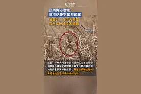 近日，郑州黄河湿地自然保护区内首次记录到国家二级保护动物震旦鸦雀，郑州黄河湿地鸟类名录再添新成员，而这也反映出郑州黄河湿地生态环境的持续向好。