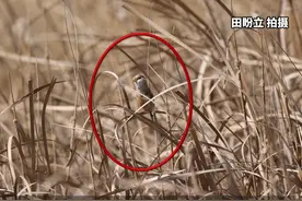 近日，郑州黄河湿地自然保护区内首次记录到国家二级保护动物震旦鸦雀，郑州黄河湿地鸟类名录再添新成员，而这也反映出郑州黄河湿地生态环境的持续向好。