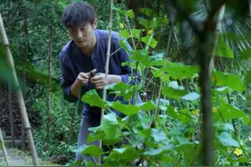 凉拌茄子软嫩入味，凉拌黄瓜清爽脆生，这两道菜满是田园的清新，是我对夏至最美好的回应。#农村美食 #沉浸式体验农村的夏至 #新农人计划2025