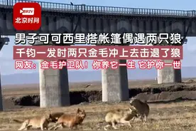 男子可可西里搭帐篷偶遇两只狼，千钧一发时两只金毛冲上去击退了狼，网友：金毛护卫队！你养它一生，它护你一世！视频封面
