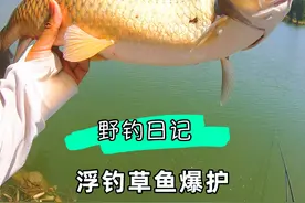 麦芽加玉米钓草鱼，酸菜鱼根本就吃不完 #钓鱼的乐趣只有钓鱼人懂 #2024dou来钓鱼 #野外垂钓视频封面
