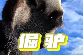 快把你身边的倔驴朋友们艾特出来吧  #倔驴 #动物科普 #驴