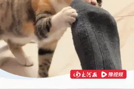 小猫心血来潮闻主人的jiojio，结果：好奇心臭晕猫，主人：看来你不爱吃臭豆腐视频封面