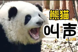 大熊猫叫声如此炸裂！咩咩汪汪嗯嗯嘤嘤…你听过大熊猫的叫声吗？