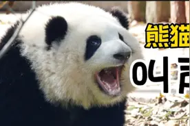 大熊猫叫声如此炸裂！咩咩汪汪嗯嗯嘤嘤…你听过大熊猫的叫声吗？视频封面