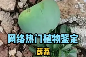 网络热门水果鉴定-薜荔（凉粉果） #科普 #涨知识 #水果猎人杨晓洋 #植物 #自然