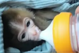 萌萌哒！巴东一村民发现落单的猕猴幼仔，目前神农溪景区猕猴投食饲养员谭明彦负责喂养小家伙，待满足条件后放归自然。#萌化了 视频封面