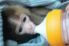 萌萌哒！巴东一村民发现落单的猕猴幼仔，目前神农溪景区猕猴投食饲养员谭明彦负责喂养小家伙，待满足条件后放归自然。#萌化了 视频封面