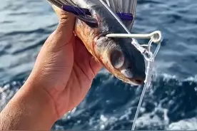 男人用假诱饵在深海钓到重达120斤的蓝鳍金枪鱼 #作品同步头条赢激励 #钓鱼人就是这么疯狂 #钓鱼的乐趣只有钓鱼人懂视频封面
