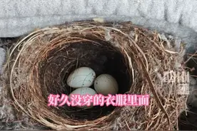 4月1日，重庆一高校#女生忘收帽衫竟成鸟妈产房，挂衣杆成“育儿专座”。当事人：后续把衣架挂回去了，鸟妈妈会趁课间回来孵蛋。视频封面